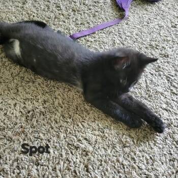 Spot -  Domestic Short Hair Cat for Adoption in Ferndale, Washington - Spot | PetCurious