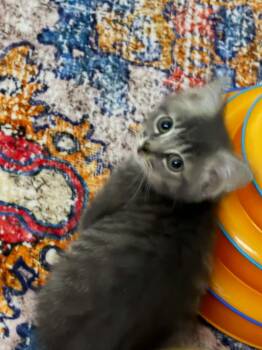 Persil -  Domestic Short Hair Cat for Adoption in Indianapolis, Indiana - Persil | PetCurious