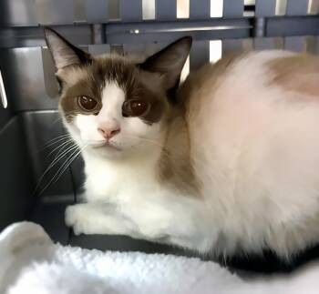 Shyla -  Domestic Short Hair Cat for Adoption in Nashville, Tennessee - Shyla | PetCurious
