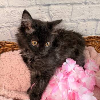 Mozart -  Domestic Medium Hair Cat for Adoption in Harrisonburg, Virginia - Mozart | PetCurious