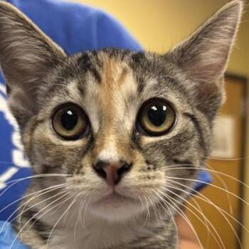 Phyllis -  Domestic Short Hair Cat for Adoption in Merriam, Kansas - Phyllis | PetCurious