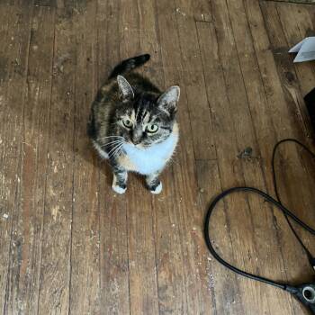 Rescue Domestic Short Hair Cats for Adoption in Lynchburg, Virginia - Clara | PetCurious