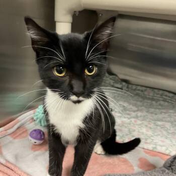 Ghoulia Yelps -  Domestic Short Hair Cat for Adoption in Keizer, Oregon - Ghoulia Yelps | PetCurious