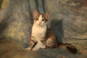 Cats for Adoption - Hermalee (FeLV+) | PetCurious