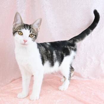 Stella -  Domestic Short Hair Cat for Adoption in Mobile, Alabama - Stella | PetCurious