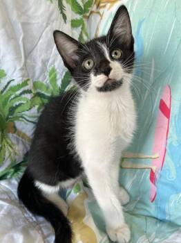 Sumac -  Domestic Short Hair Cat for Adoption in Corpus Christi, Texas - Sumac | PetCurious