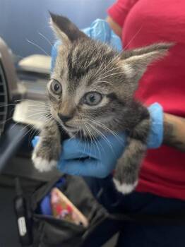 TIANA -  Domestic Short Hair Cat for Adoption in San Bernardino, California - TIANA | PetCurious
