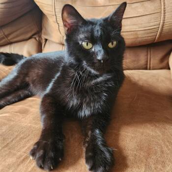 Domestic Short Hair Cats Available for Adoption in Evanston, Illinois - Ranger | PetCurious