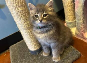 Domestic Long Hair Cats Available for Adoption in Santa Clara, California - STORMY | PetCurious