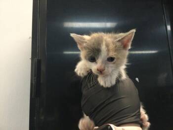 LILY -  Domestic Short Hair Cat for Adoption in Thousand Palms, California - LILY | PetCurious