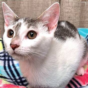 Rescue Domestic Short Hair Cats for Adoption in Cumming, Georgia - Strawberry Shortcake | PetCurious