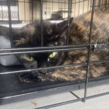 Domestic Short Hair Cats Available for Adoption - Daisy | PetCurious