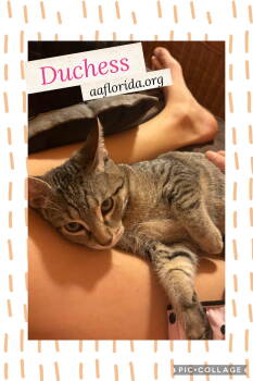 Rescue Domestic Short Hair and Tabby Cats for Adoption in Pensacola, Florida - Duchess | PetCurious