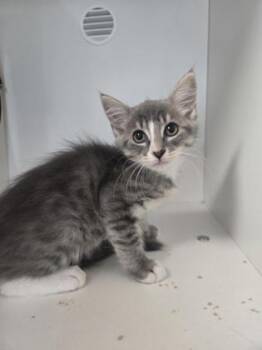 Nicole -  Domestic Short Hair Cat for Adoption in Savannah, Georgia - Nicole | PetCurious