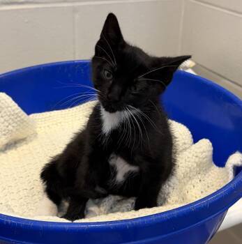 Domestic Short Hair Cats Available for Adoption in Slidell, Louisiana - Larry | PetCurious