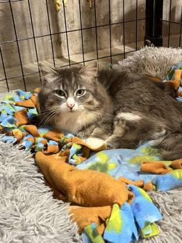 Wasabi (BONDED PAIR) -  Domestic Long Hair Cat for Adoption in Bolton, Connecticut - Wasabi (BONDED PAIR) | PetCurious