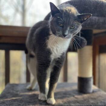 Domestic Short Hair Cats Available for Adoption - Rumor | PetCurious