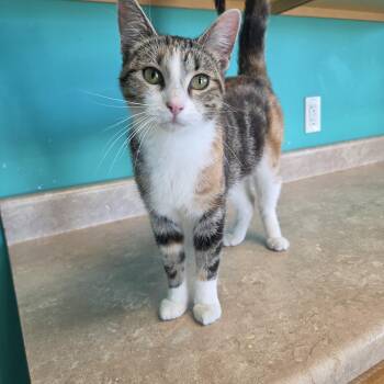 Italy -  Domestic Short Hair Cat for Adoption in Brookings, South Dakota - Italy | PetCurious
