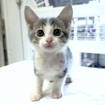 Auburn (red collar) -  Domestic Short Hair Cat for Adoption in Michigan City, Indiana - Auburn (red Collar) | PetCurious
