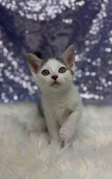 Shawn -  Domestic Short Hair Cat for Adoption in Clarkesville, Georgia - Shawn | PetCurious