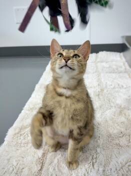 Domestic Short Hair Cats Available for Adoption in Kalamazoo, Michigan - Nala | PetCurious