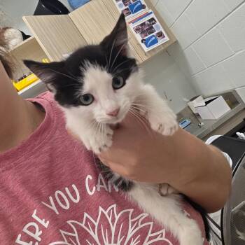 Silly Goose -  Domestic Short Hair Cat for Adoption in Chattanooga, Tennessee - Silly Goose | PetCurious