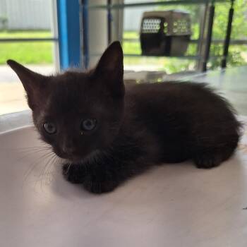 Lion -  Domestic Short Hair Cat for Adoption in Montgomery, Alabama - Lion | PetCurious
