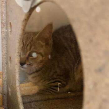 71419 -  Domestic Short Hair Cat for Adoption in Harrisonburg, Virginia - 71419 | PetCurious