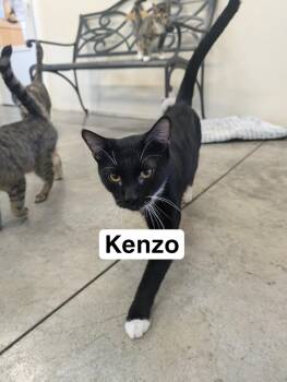 Rescue Domestic Short Hair Cats for Adoption in Somerset, Pennsylvania - Kenzo | PetCurious