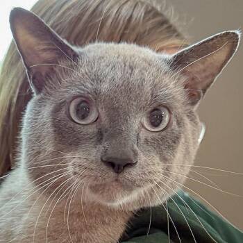 Rescue Siamese and Domestic Short Hair Cats for Adoption in Huntley, Illinois - Conrad | PetCurious