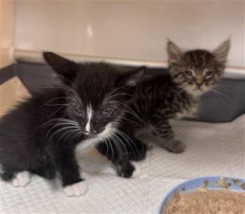 BENNIE -  Domestic Short Hair Cat for Adoption in Thousand Palms, California - BENNIE | PetCurious