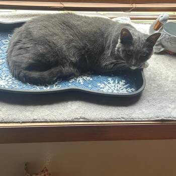 Squirt -  Domestic Short Hair Cat for Adoption in Bristol, Indiana - Squirt | PetCurious