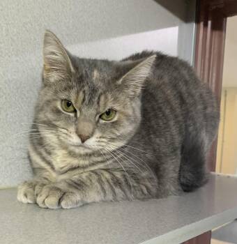 Domestic Short Hair Cats Available for Adoption in Massena, New York - Princess | PetCurious