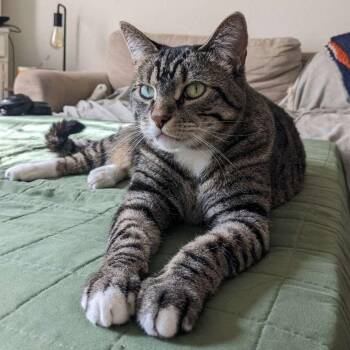 Domestic Short Hair Cats Available for Adoption - Boo | PetCurious