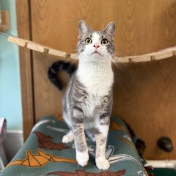 Azriel -  Domestic Short Hair Cat for Adoption in Fargo, North Dakota - Azriel | PetCurious