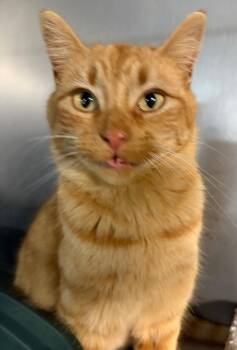 Domestic Short Hair Cats Available for Adoption in Huntington, Indiana - Marigold | PetCurious