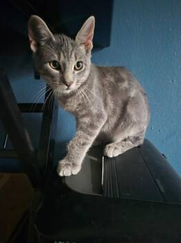 Domestic Short Hair Cats Available for Adoption in The Woodlands, Texas - Abraham | PetCurious