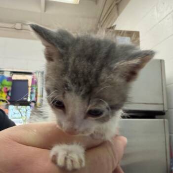 Domestic Short Hair Cats Available for Adoption in Ardmore, Oklahoma - Lola Bunny | PetCurious