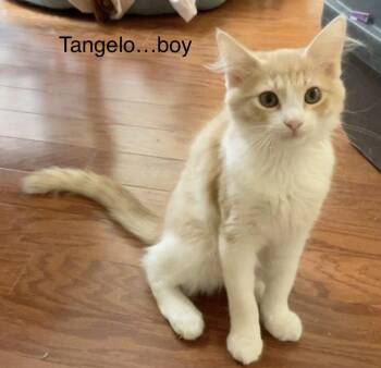 Tangelo -  Domestic Medium Hair Cat for Adoption in Scottsdale, Arizona - Tangelo | PetCurious