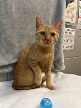 GINGER -  Domestic Short Hair Cat for Adoption in Delson, Quebec - GINGER | PetCurious