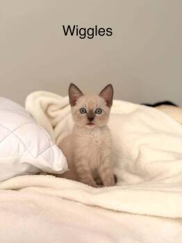 Shishito -  Siamese and American Shorthair Cat for Adoption in Austin, Texas - Shishito | PetCurious