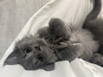 Simon -  Domestic Medium Hair Cat for Adoption in Cleveland, Ohio - Simon | PetCurious