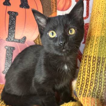 Rescue Bombay and Burmese Cats for Adoption in Mount Vernon, Illinois - Carmelo | PetCurious