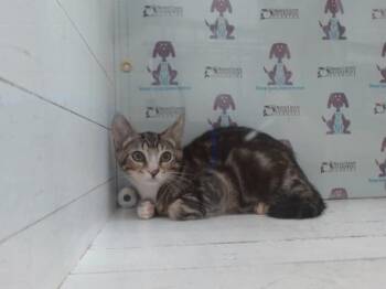MILA -  Domestic Short Hair Cat for Adoption in Orlando, Florida - MILA | PetCurious