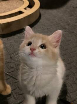 Domestic Short Hair Cats Available for Adoption in Hamilton, Ohio - Butterscotch | PetCurious