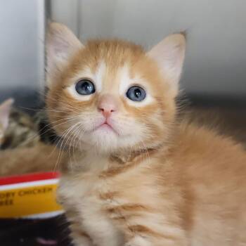 Ginseng -  Domestic Short Hair Cat for Adoption in Sarasota, Florida - Ginseng | PetCurious
