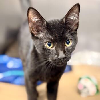 Nico -  Domestic Short Hair Cat for Adoption in Stafford Township, New Jersey - Nico | PetCurious