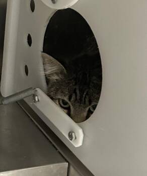 Bobby -  Domestic Medium Hair Cat for Adoption in Golden, Colorado - Bobby | PetCurious