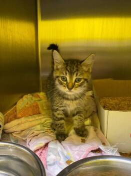 Domestic Short Hair Cats Available for Adoption in Jackson, Tennessee - Muhgreet | PetCurious