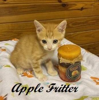Apple Fritter -  Tabby Cat for Adoption in Southern Pines, North Carolina - Apple Fritter | PetCurious